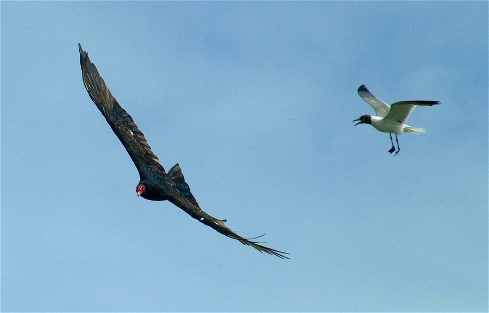(15) Dscf2262 (sea gull attacking turkey vulture).jpg   (950x610)   153 Kb                                    Click to display next picture